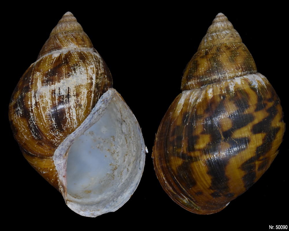 Achatina achatina