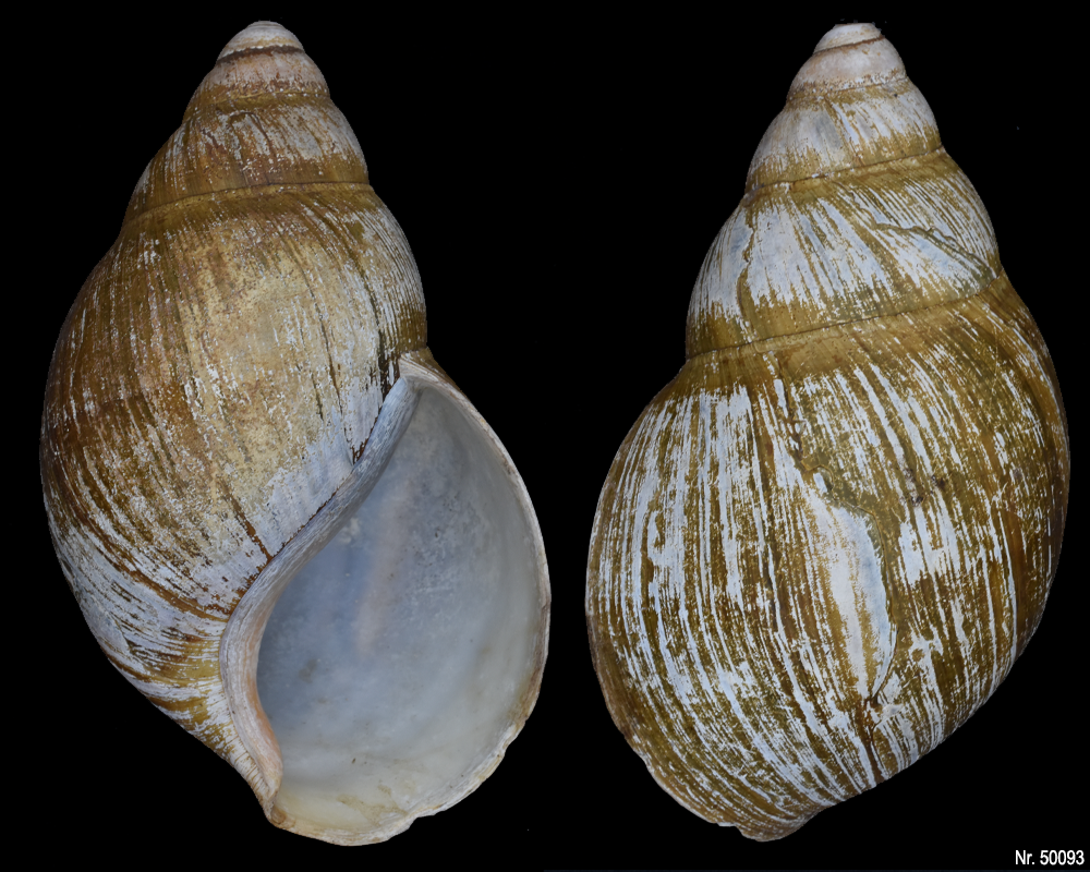 Archachatina marginata ovum