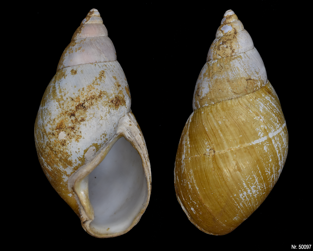 Lissachatina fulica rodatzi