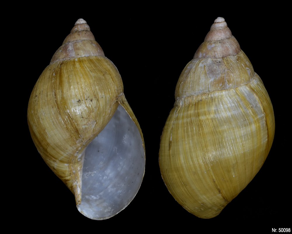 Lissachatina fulica rodatzi