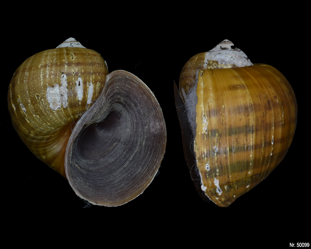 Pomacea canaliculata