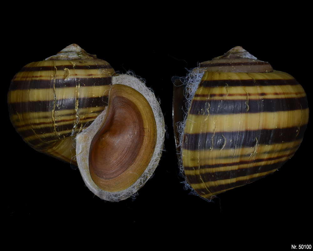 Pomacea glauca