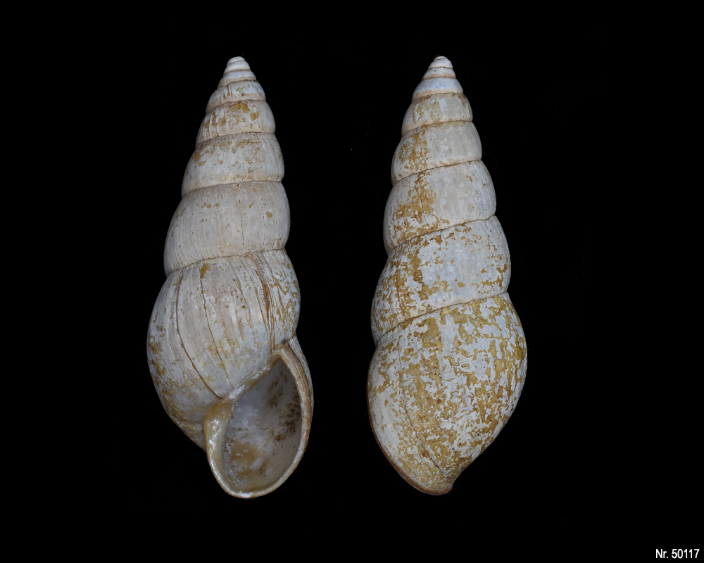 Limicolaria flammea