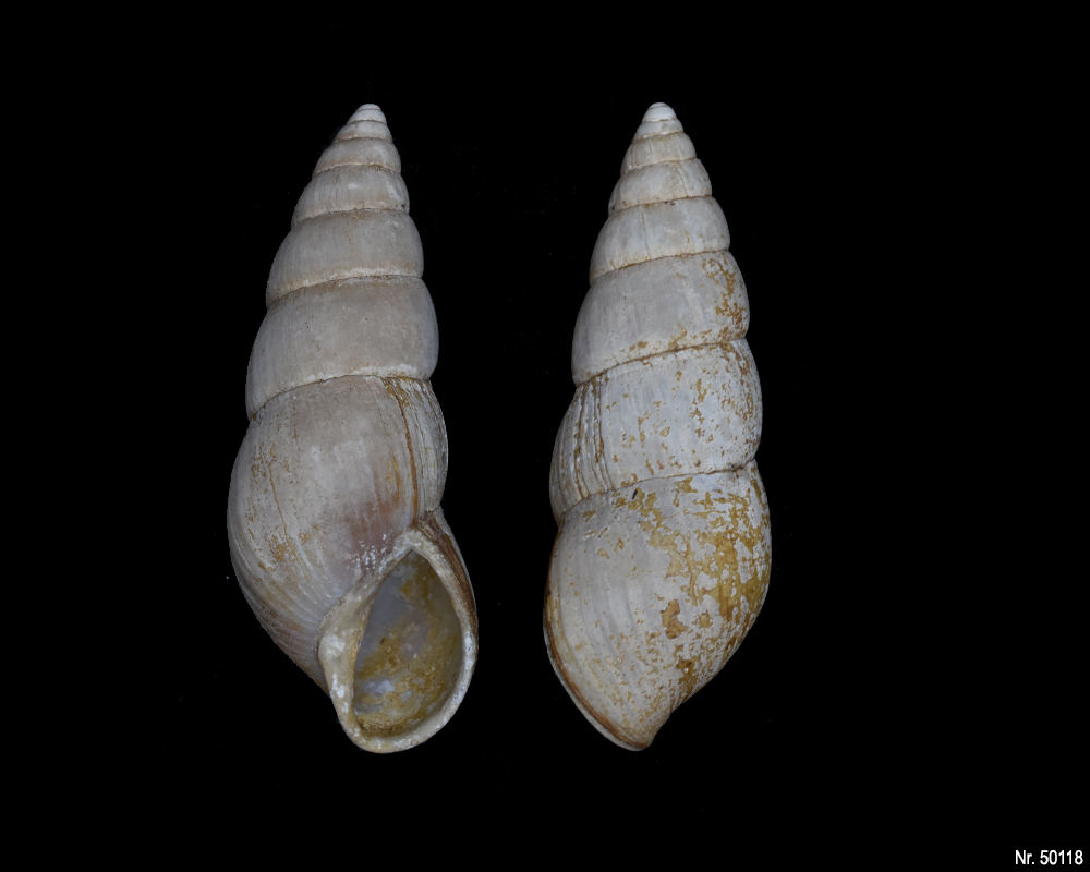 Limicolaria flammea