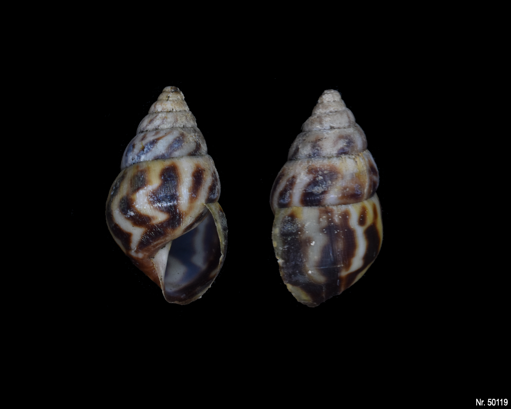 Limicolaria flammea