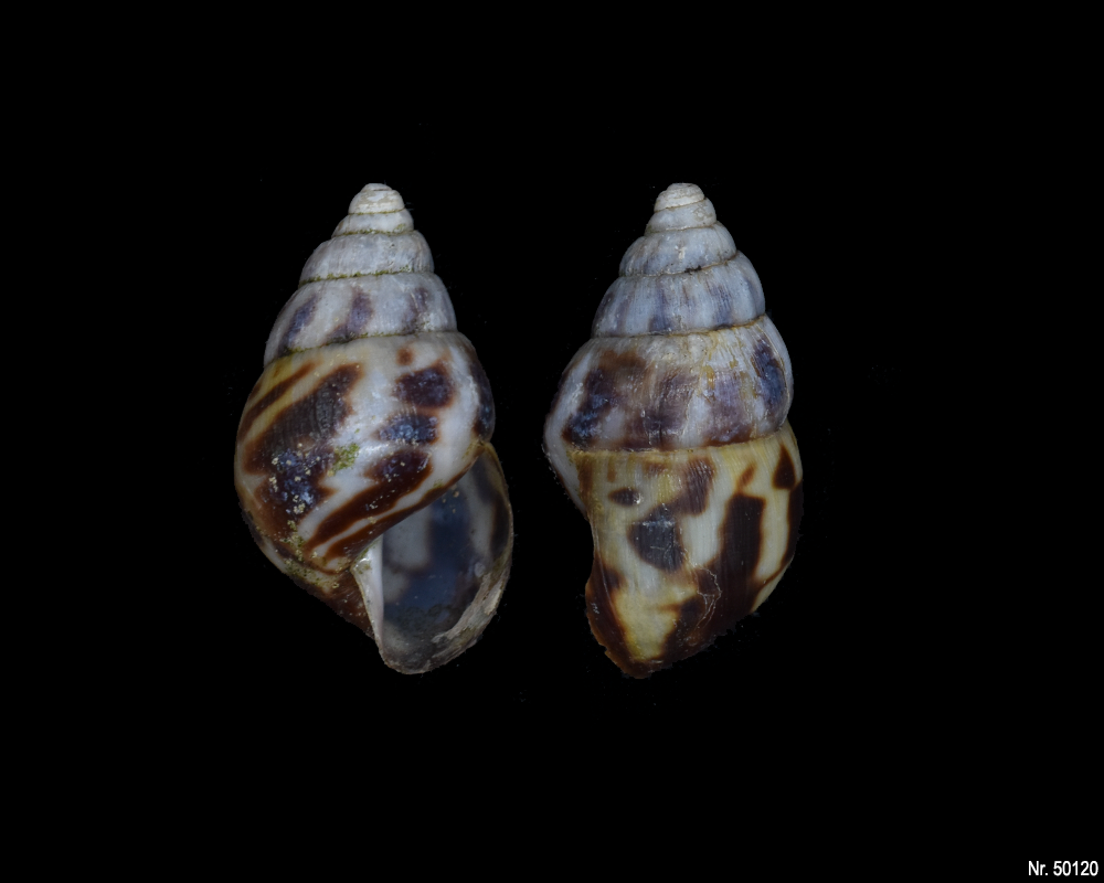 Limicolaria flammea