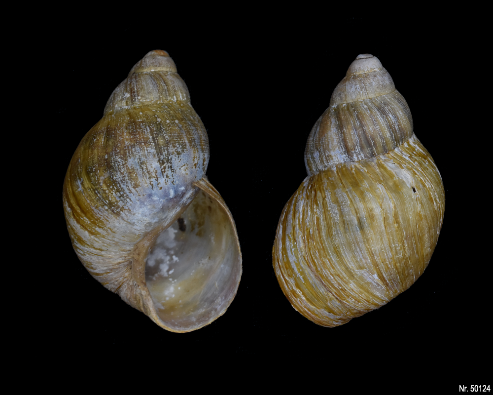 Archachatina porphyrostoma