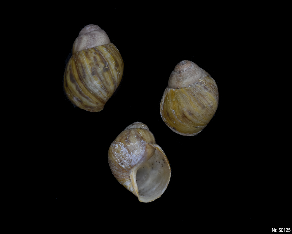 Archachatina porphyrostoma