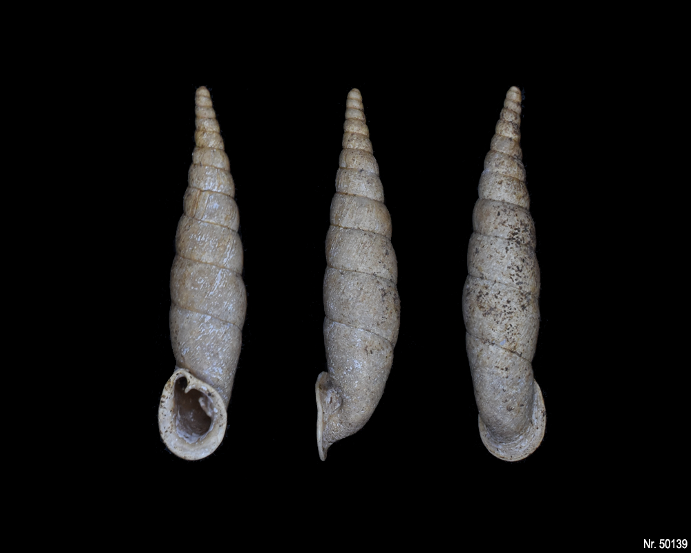 Oospira umbratica