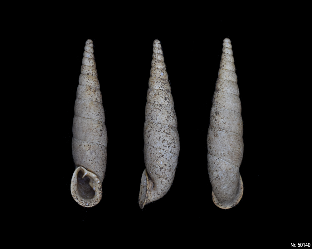 Oospira umbratica