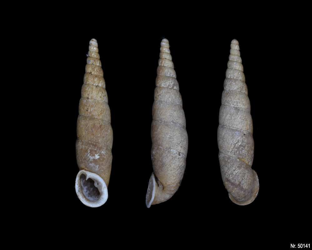 Oospira umbratica