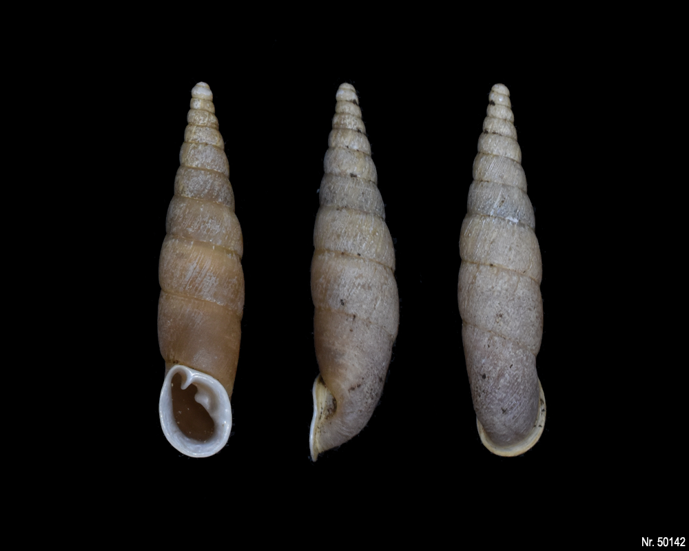 Oospira umbratica