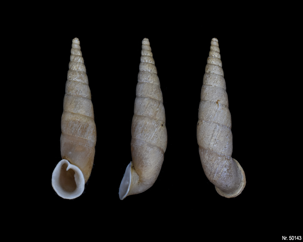 Oospira umbratica