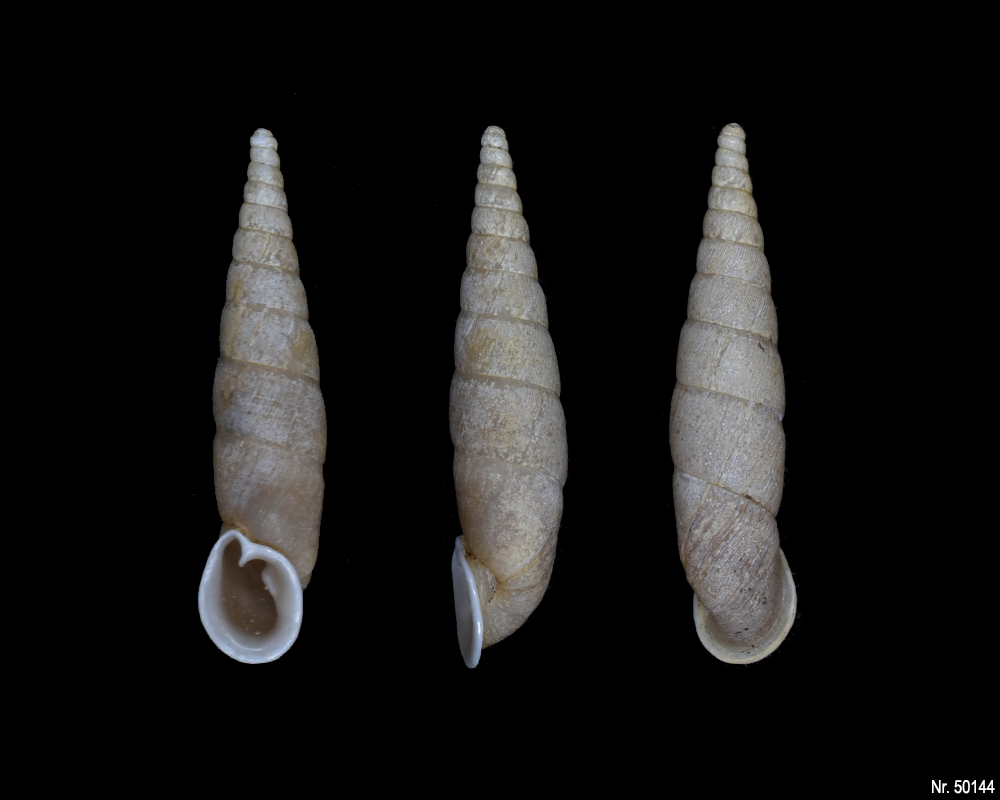 Oospira umbratica