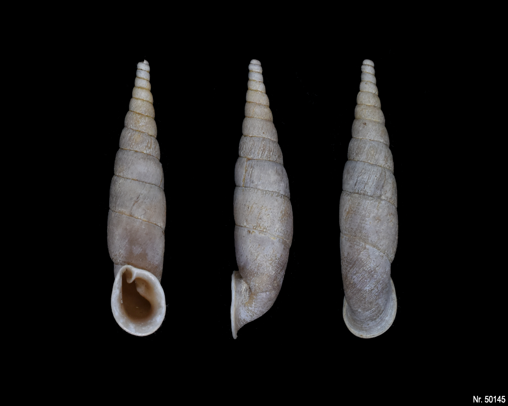 Oospira umbratica