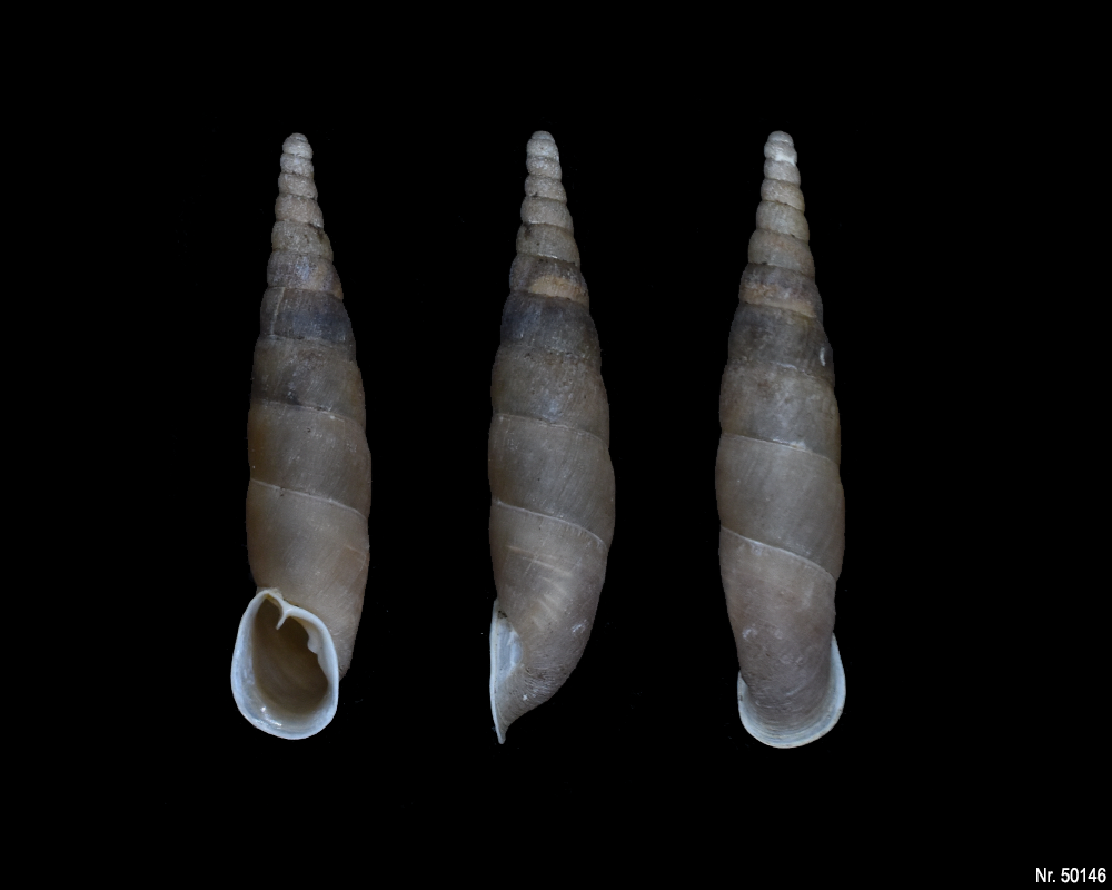 Oospira umbratica