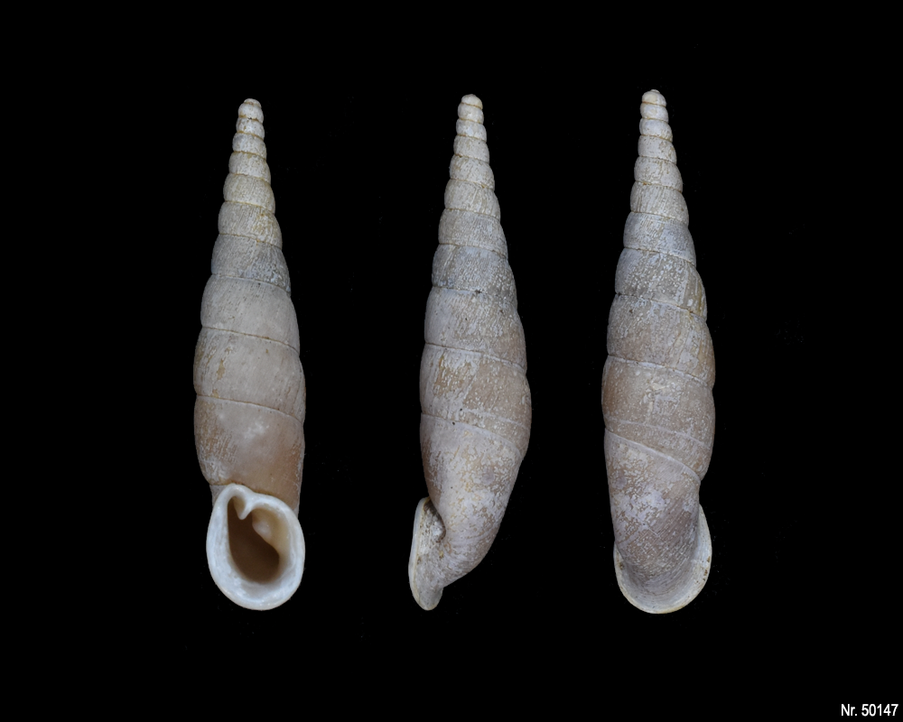 Oospira umbratica