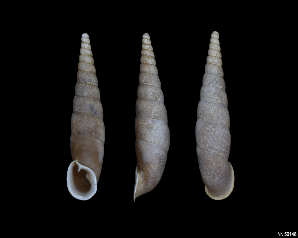 Oospira umbratica