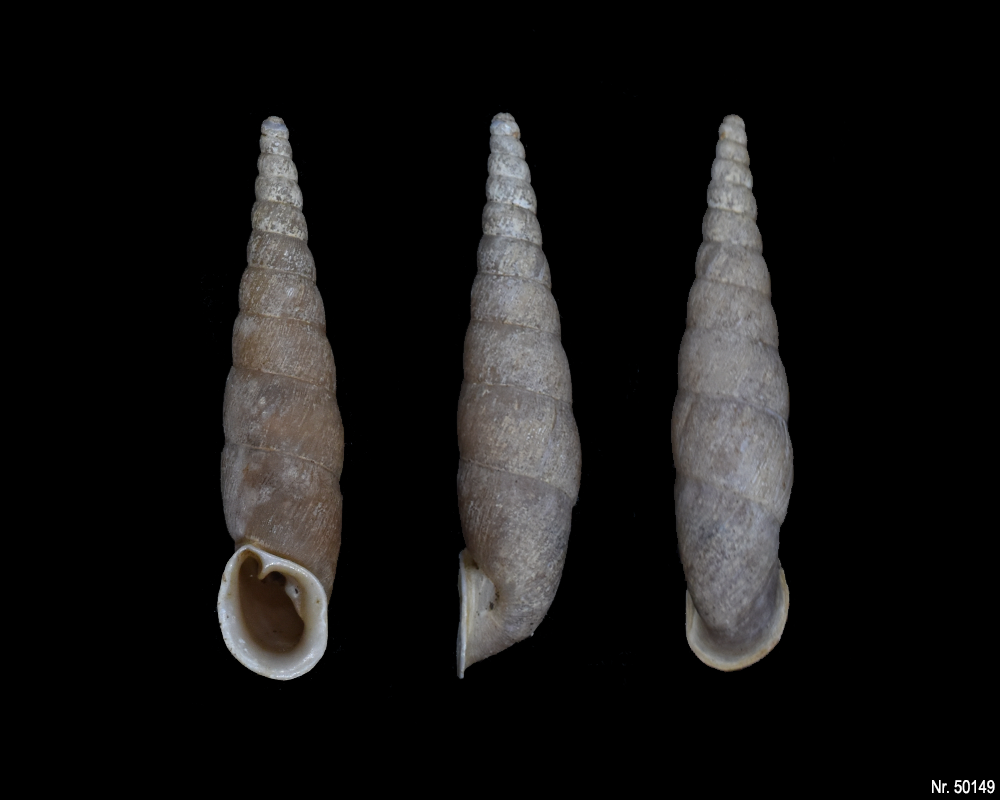 Oospira umbratica