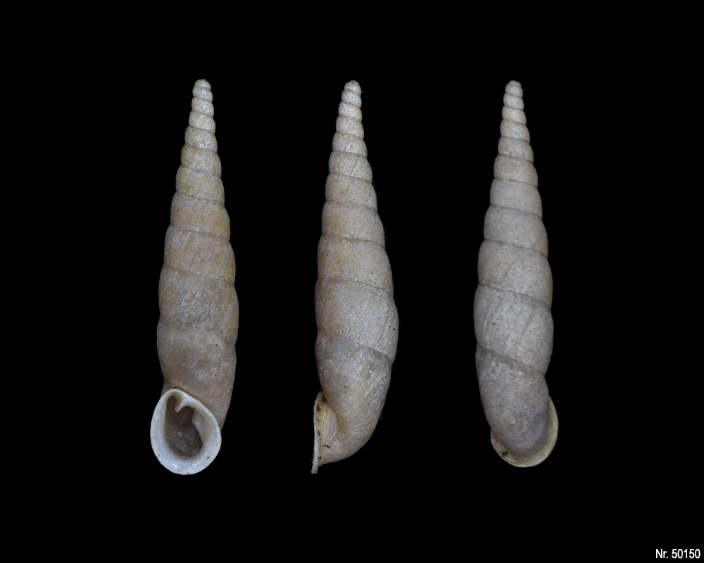 Oospira umbratica