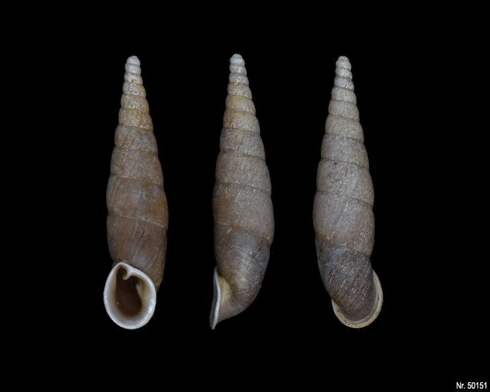 Oospira umbratica