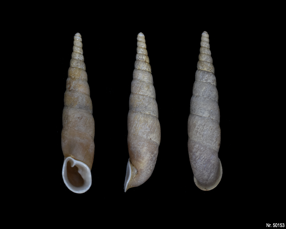 Oospira umbratica