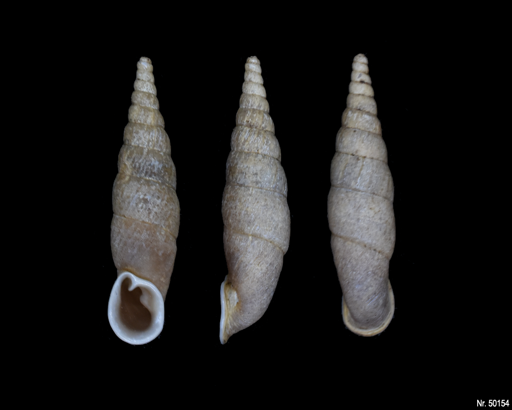 Oospira umbratica