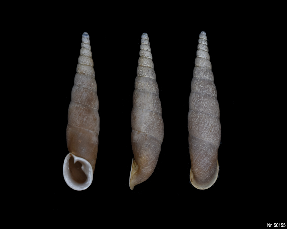 Oospira umbratica