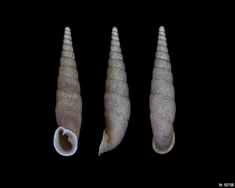 Oospira umbratica