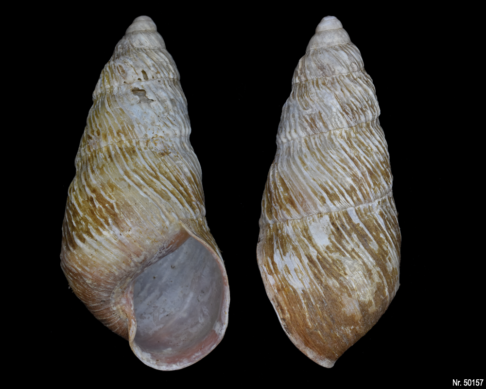 Pseudachatina leaiana