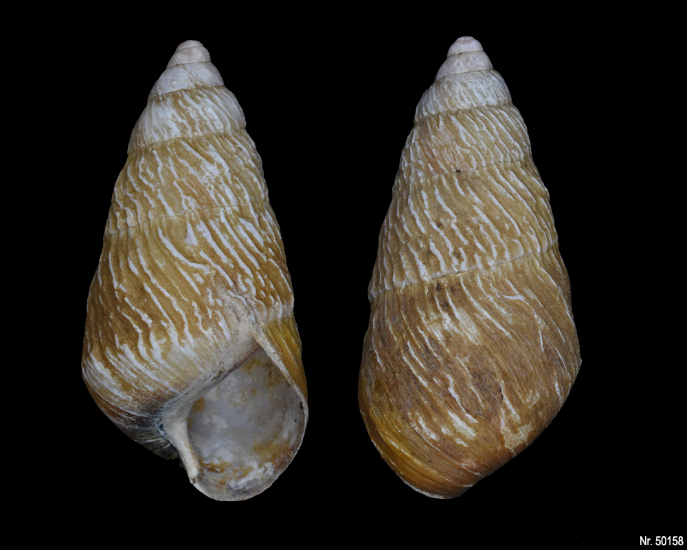 Pseudachatina leaiana