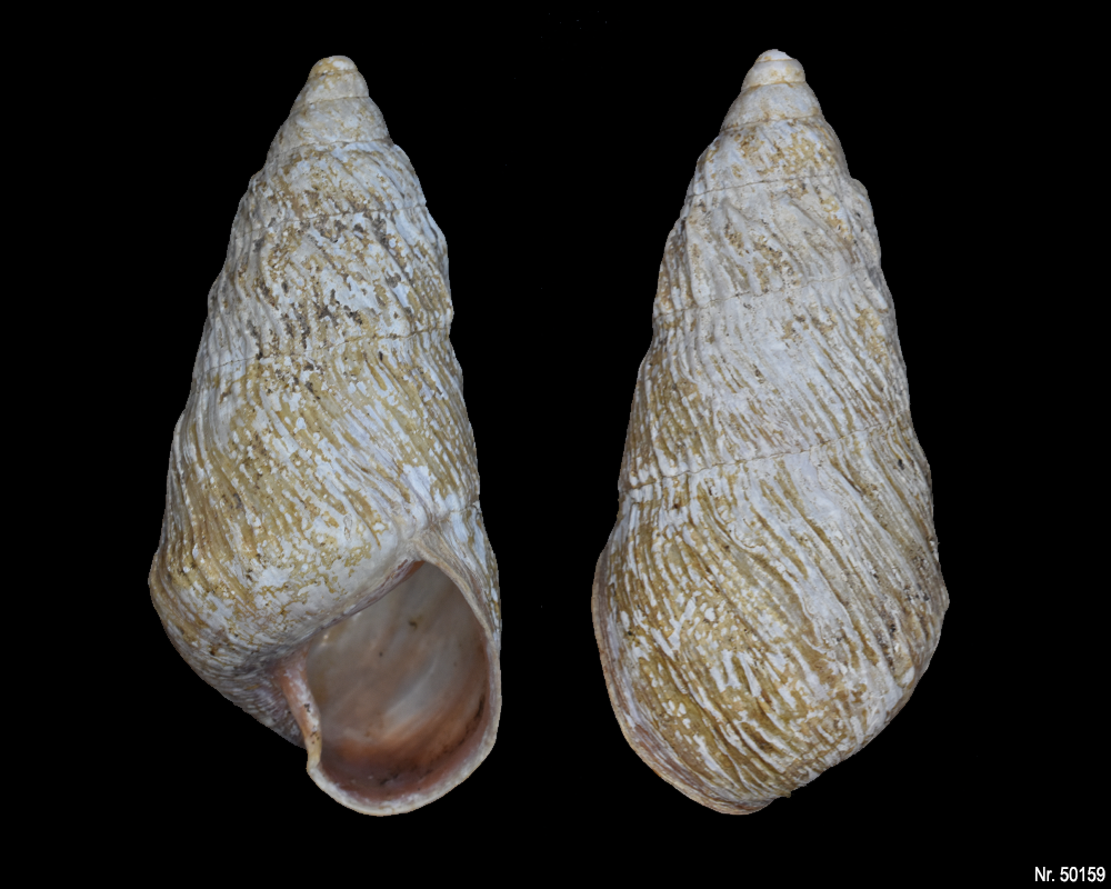 Pseudachatina leaiana