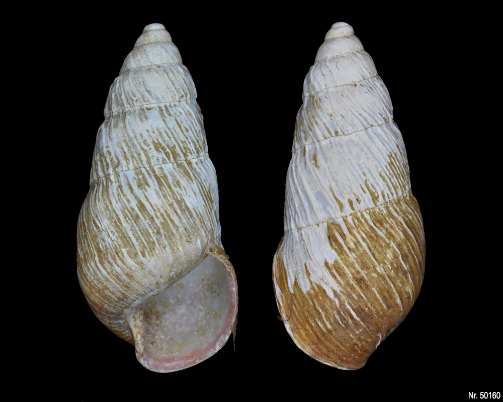 Pseudachatina leaiana