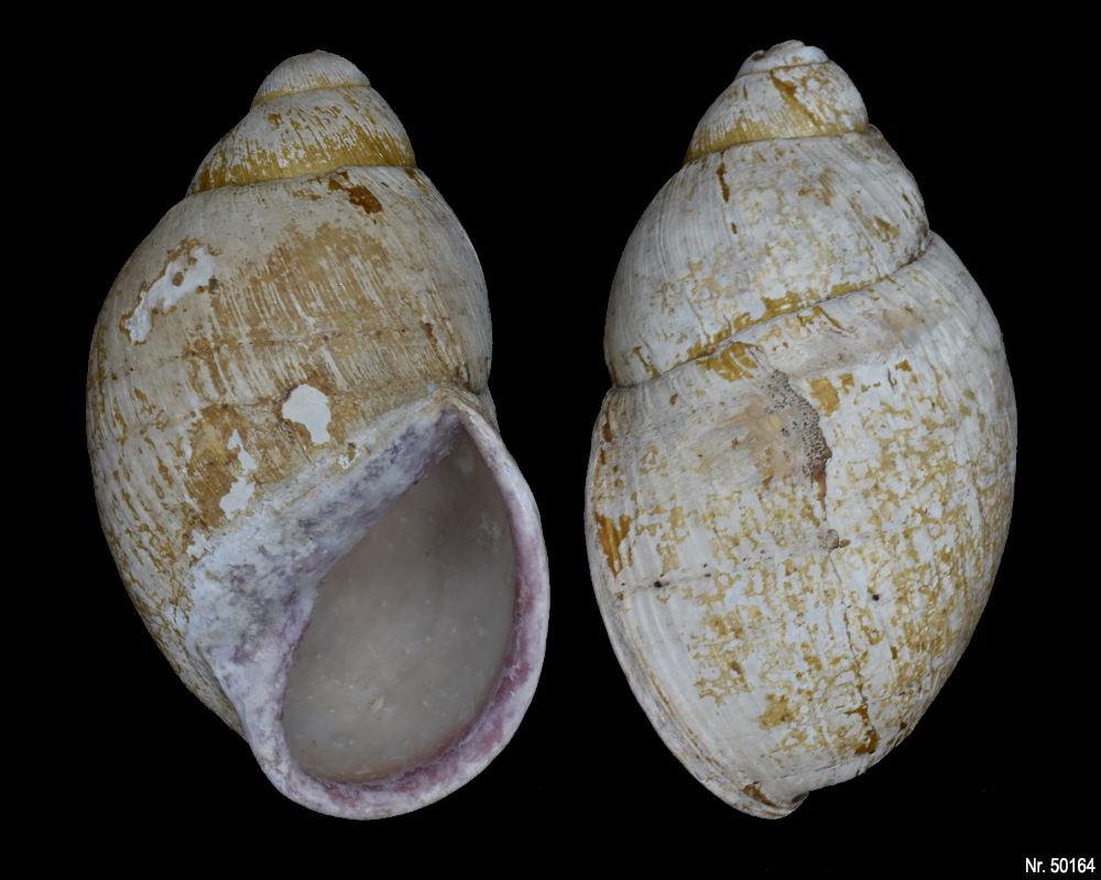 Megalobulimus oblongus haemastomus