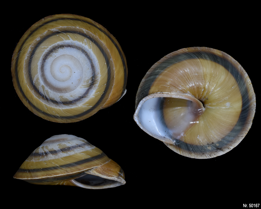 Caracolus marginella semiaperta