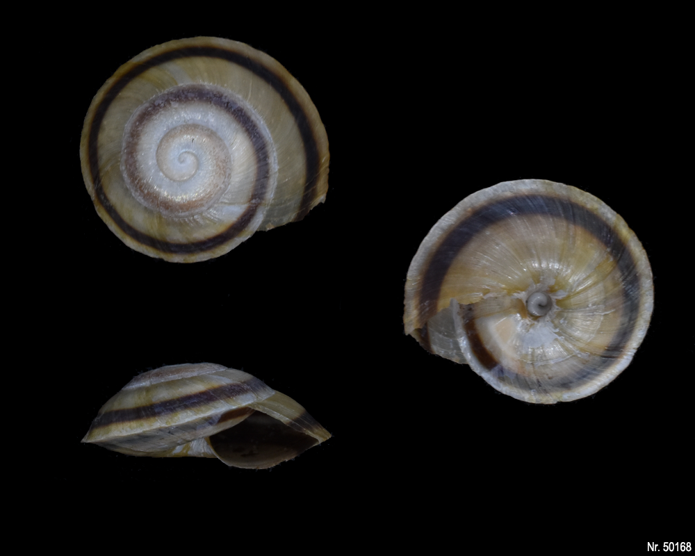 Caracolus marginella semiaperta