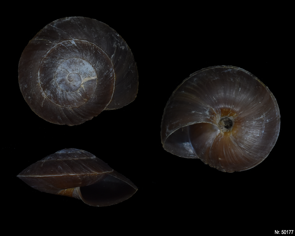 Caracolus excellens