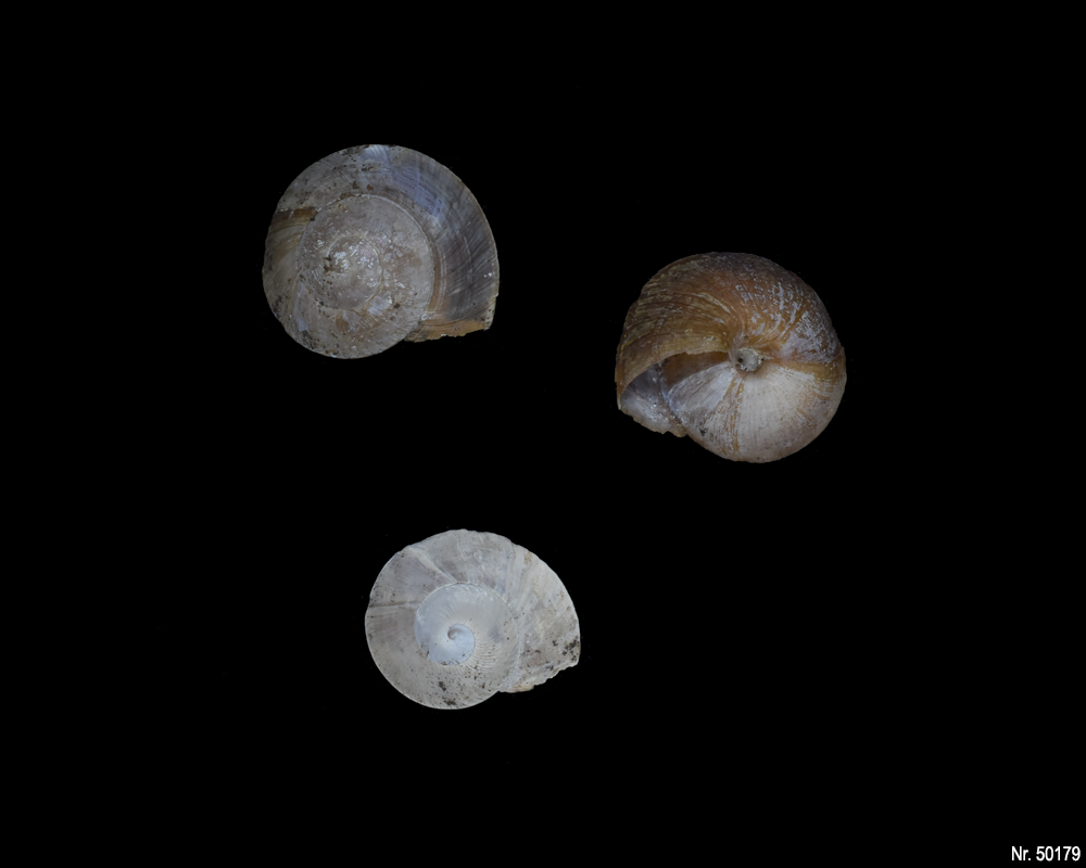 Caracolus excellens