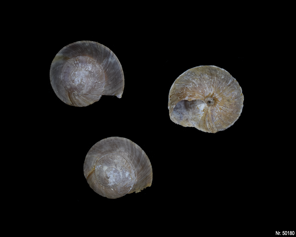 Caracolus excellens