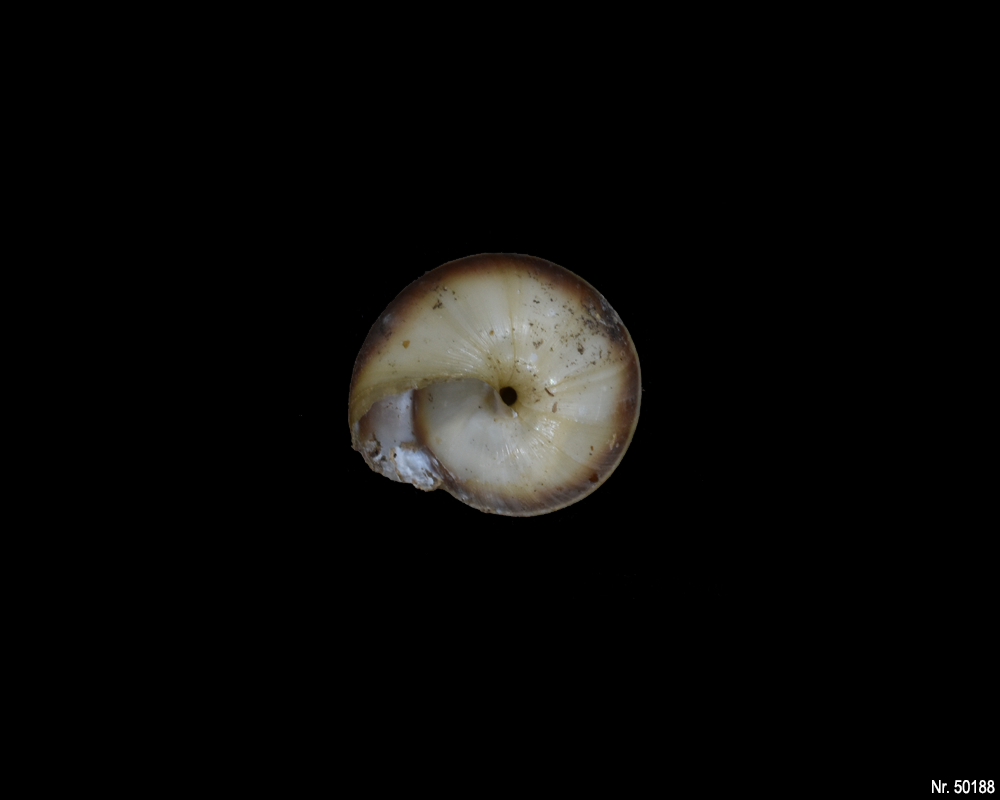 Pleurodonte isabella