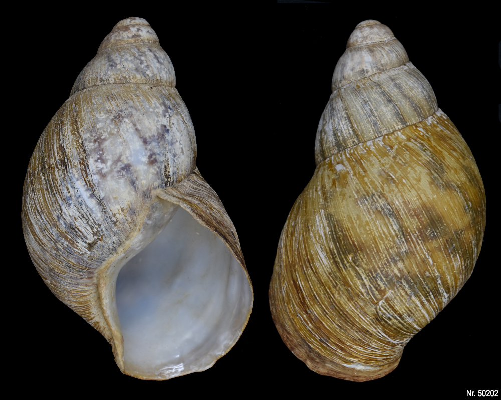 Archachatina marginata marginata