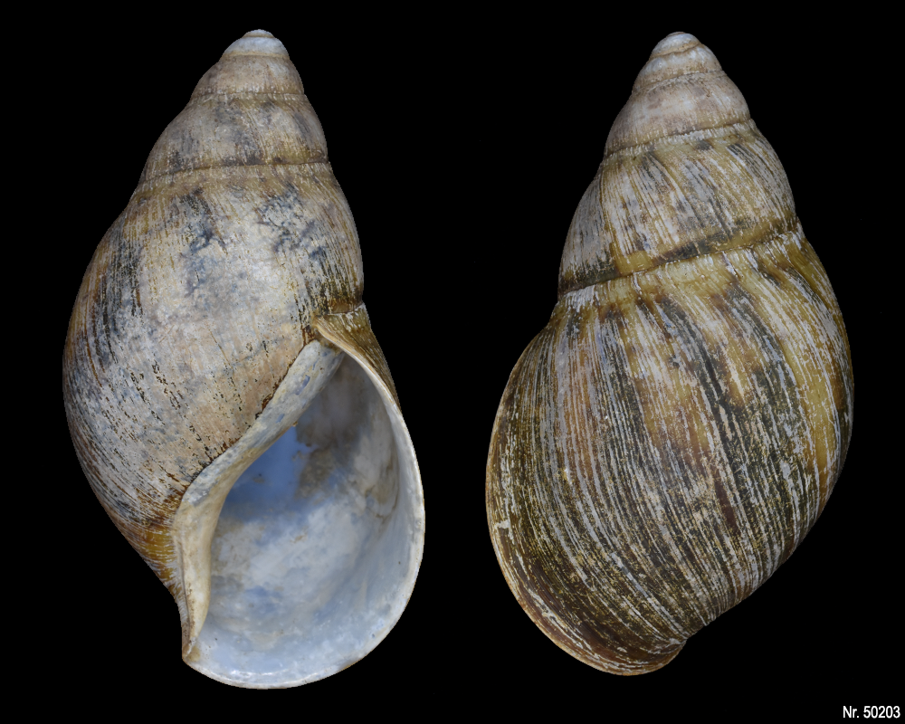 Archachatina marginata marginata