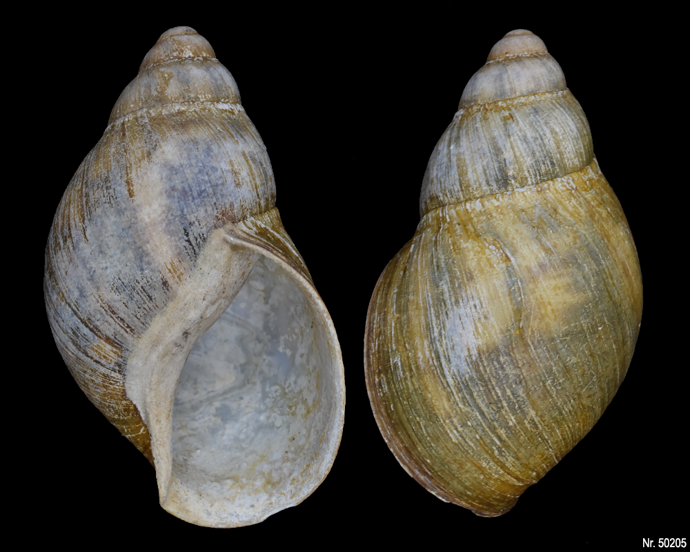 Archachatina marginata marginata