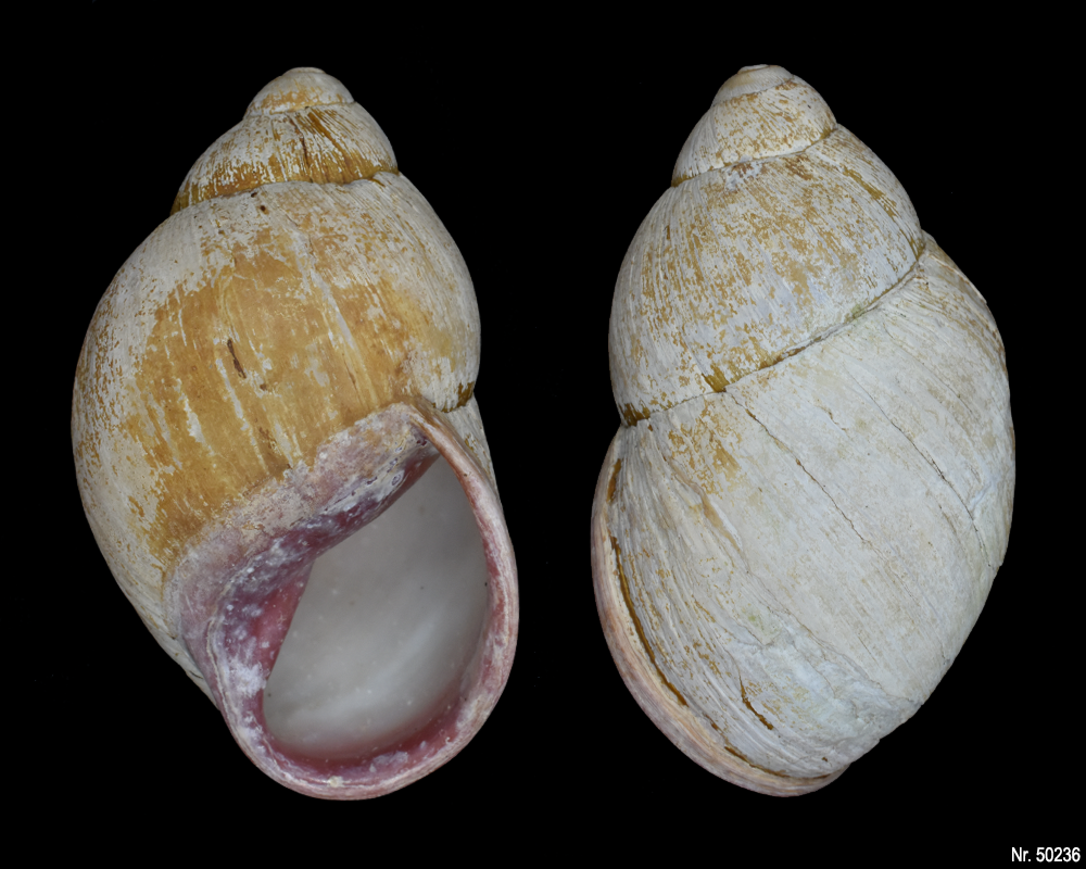 Megalobulimus oblongus haemastomus