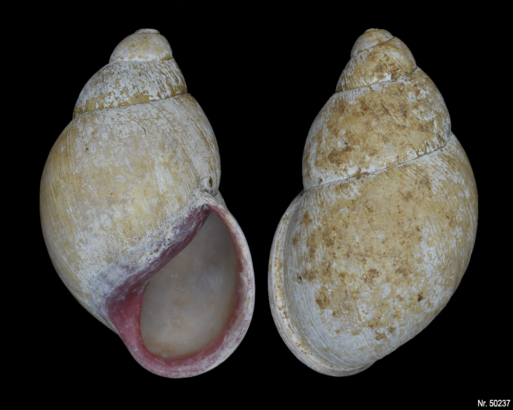 Megalobulimus oblongus haemastomus