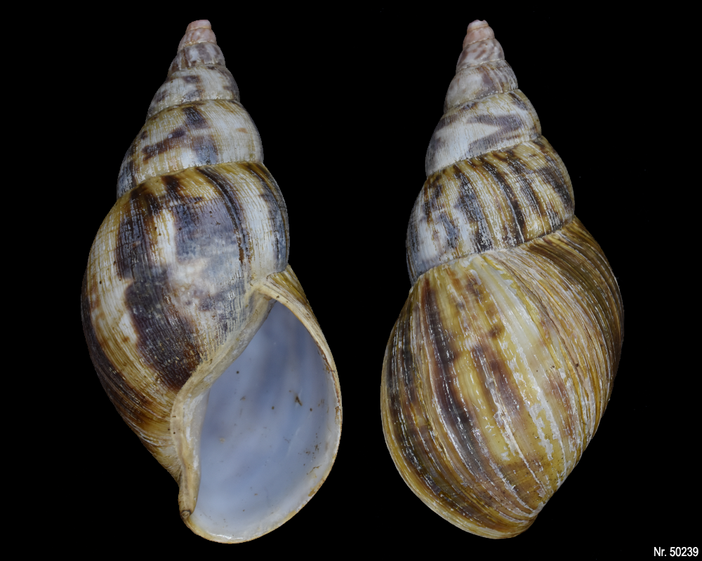 Lissachatina albopicta