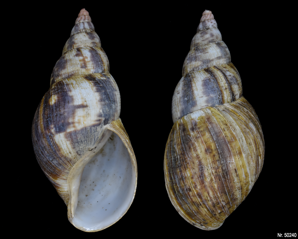 Lissachatina albopicta