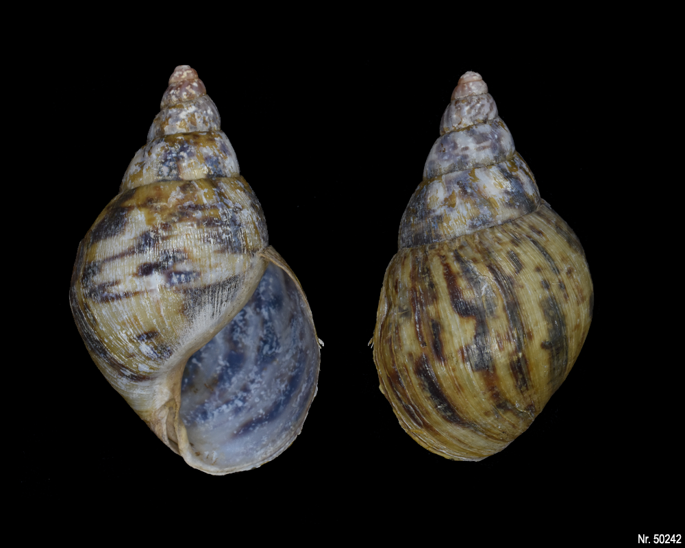 Lissachatina albopicta