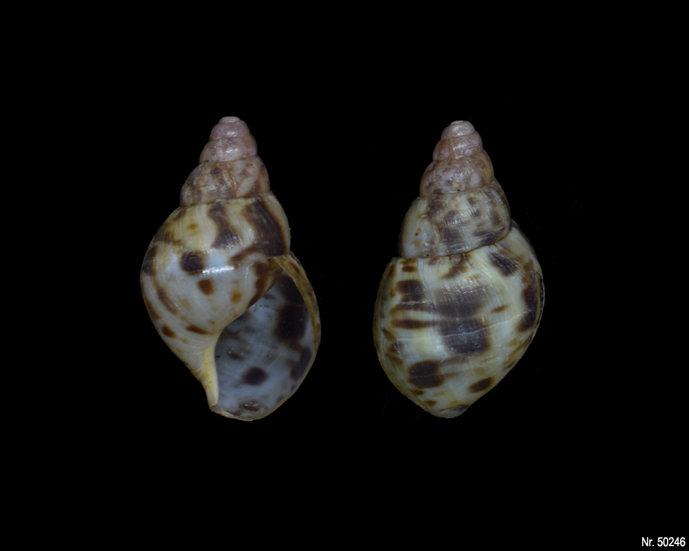 Lissachatina albopicta