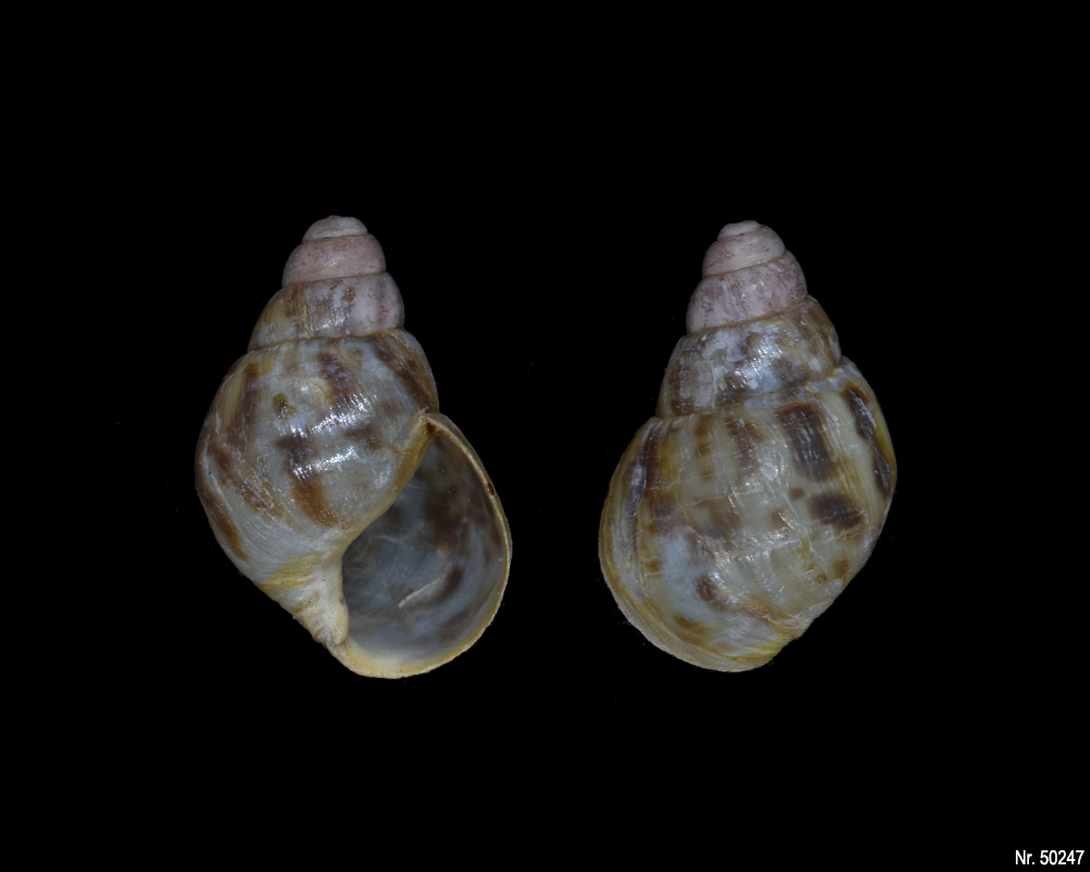 Lissachatina albopicta